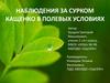 Наблюдения за сурком кащенко в полевых условиях