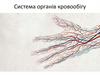 Система органів кровообігу