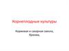 Растениеводство. Корнеплодные культуры