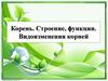 Корень. Строение, функции. Видоизменения корней