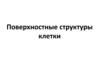 Поверхностные структуры клетки