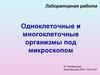 Одноклеточные и многоклеточные организмы под микроскопом