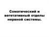 Соматический и вегетативный отделы нервной системы