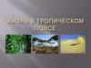 Жизнь в тропическом поясе. Разнообразие жизни на нашей планете