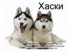 Сибирская хаски