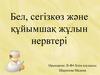 Бел, сегізкөз және құйымшақ жұлын нервтері