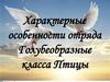 Характерные особенности отряда Голубеобразные класса Птицы