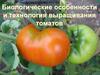 Технология выращивания томатов