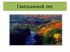 Смешанный лес