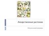 Лекарственные растения