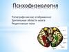 Топографическое отображение. Зрительные области мозга. Рецептивные поля
