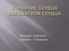 Строение сердца автоматизм сердца