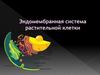 Эндомембранная система растительной клетки