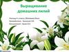 Выращивание домашних лилий