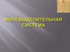 Мочевыделительная система