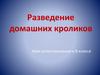 Разведение домашних кроликов. Урок естествознания в 8 классе