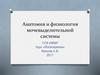Анатомия и физиология мочевыделительной системы
