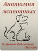 Анатомия животных