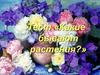 Тест «Какие бывают растения»