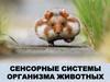 Сенсорные системы организма животных