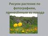 Рисунки растений по фотографиям