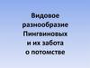 Видовое разнообразие пингвиновых и их забота о потомстве