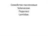 Семейство пасленовые solanaceae. Подкласс lamiidae