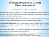 Функциональная анатомия. Общая спланхнология