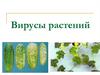 Вирусы растений, интерферон