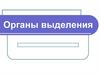 Органы выделения