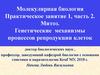 Митоз. Генетические механизмы процессов репродукции клеток