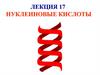 Нуклеиновые кислоты. (Лекция 17)
