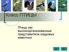 Класс птицы. Птицы как высокоорганизованные представители хордовых животных