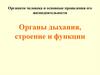 Органы дыхания, строение и функции