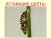 Бабочки. Викторина