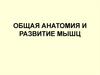 Анатомия мышечной системы
