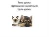 Домашние животные