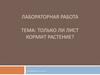 Только ли лист кормит растение? 5 класс