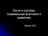 Кости и суставы (нормальная анатомия и развитие)