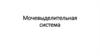 Мочевыделительная система