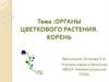 Органы цветкового растения. Корень