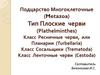 Подцарство Многоклеточные (Metazoa) Тип Плоские черви (Plathelminthes)