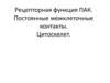 Рецепторная функция ПАК. Постоянные межклеточные контакты. Цитоскелет