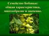 Семейство Бобовые: общая характеристика, многообразие и значение