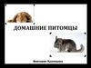 Домашние питомцы