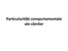 Particularități comportamentale ale câinilor