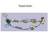 Animals. Food chain