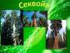 Секвойя. Описание