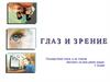 Глаз и зрение. Строение глаза