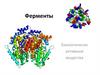 Ферменты. Биологически активные вещества